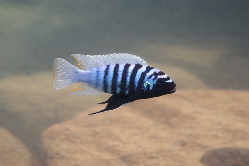 Maylandia zebra 'Thumbi West Island'